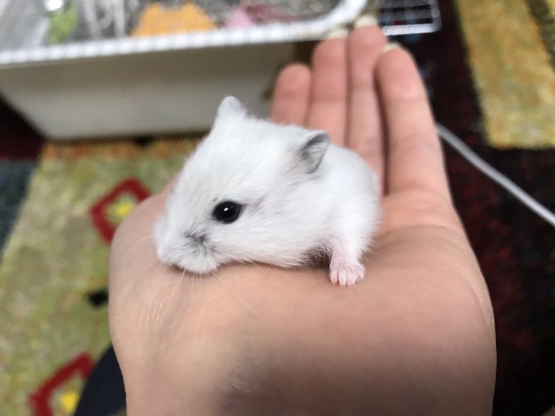 ハムスターの里親さん募集中 サムネイル2