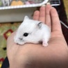 ハムスターの里親さん募集中 サムネイル2