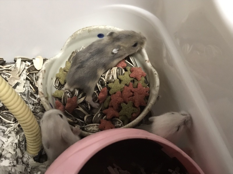 ハムスターの里親さん募集中 サムネイル3