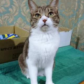 【まいちゃん】むじゃきで愛くるしい女の子！