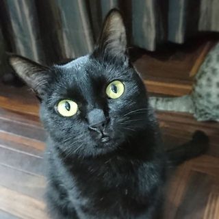 【さつきちゃん】ドジっ子な面がある天然ふしぎちゃん