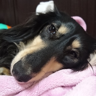 最期まで可愛がってくださる方