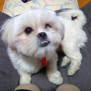 「チーズくん」里親さん決まりました！