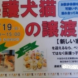 保護犬猫の譲渡会