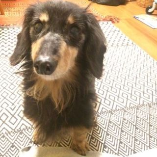 「ぬくぬく」数日ですぐに甘えん坊に♪犬も好きです。
