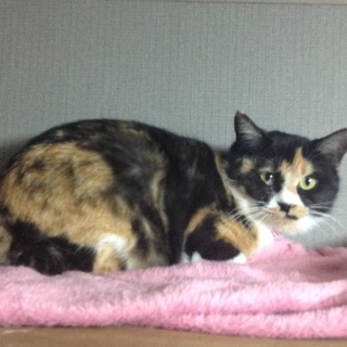 岐阜多頭崩壊よりレスキューの三毛ちゃん♪