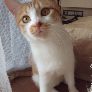 岐阜多頭崩壊よりレスキューの美人茶トラちゃん♪