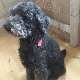 スタンダープードル♂5歳 元気で食欲旺盛です。