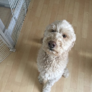 スタンダープードル♂5歳  遊ぶの大好きです