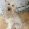 スタンダープードル♂5歳  遊ぶの大好きです サムネイル2