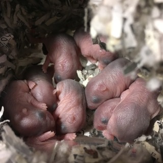 元気いっぱいハムちゃんズ