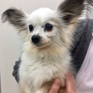 パピヨン 女の子 リロちゃん 9歳 里親様募集