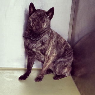 小さな甲斐犬ミックス、マフィン君