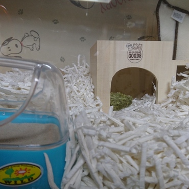 最近、巣材を増やしました(2) よく潜って遊んでます。早くにそうしてあげれば良かったです。(^-^;