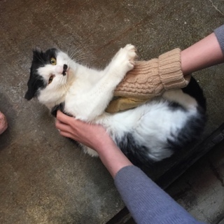 北海道滝川保健所  スリゴロちゃんをぜひ家族に！