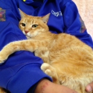 お婆ちゃん猫ハナちゃん里親様決定