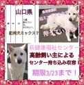 高齢な飼い主持ち込み