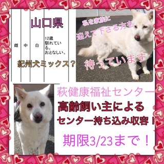 高齢な飼い主持ち込み