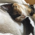 可愛いミケちゃん