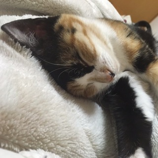 可愛いミケちゃん