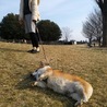 のろたん