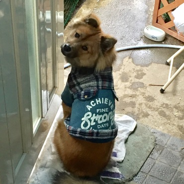 服、着てみました。