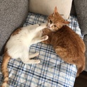 中毛の陸くん☺️