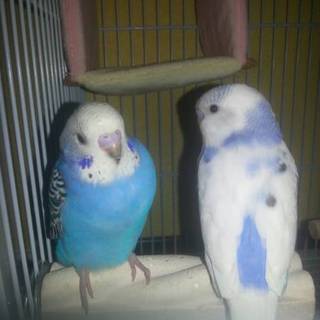 2匹とも可愛がってくれる方