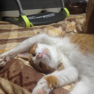 迷い猫です！里親募集しています！