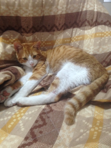 迷い猫です！里親募集しています！ サムネイル2