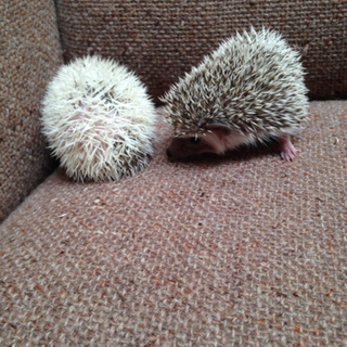 ハリネズミの里親になってくださる方募集します！