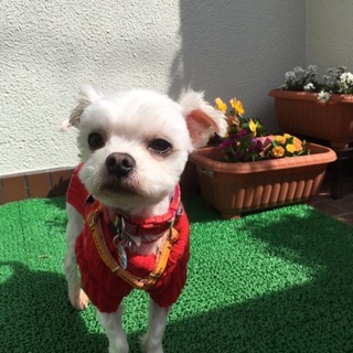 可愛すぎる！マルチーズ４歳くらいのオス、ラスク