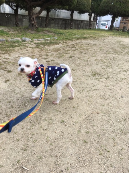 可愛すぎる マルチーズ４ 大阪府 犬の里親募集 ペットのおうち 月間利用者150万人