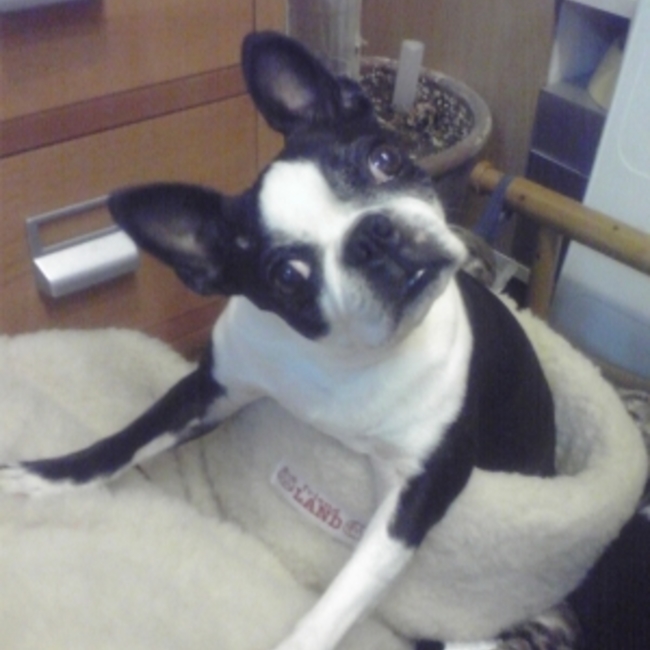 boschのカバー写真