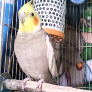 オカメインコ　♂　可愛がってくれる方！