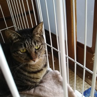 性格もお顔もかわいいキジトラ、木ノ実です