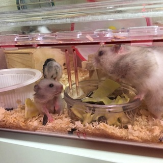 ゴールデン★カラーハムスター赤ちゃんの里親募集★