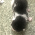 産まれたばかりの子猫に里親探し