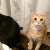 遊びが大好き！丸顔の茶トラ♂ 2016.6生まれ サムネイル7
