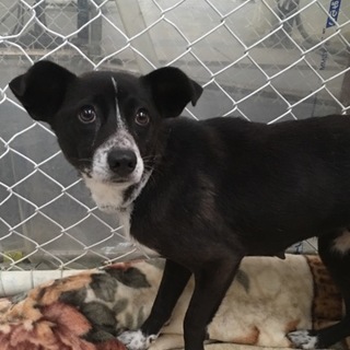 ありがとうございます。かごめちゃん。