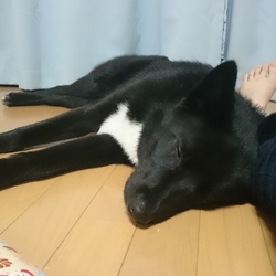 ぴったり寝んね