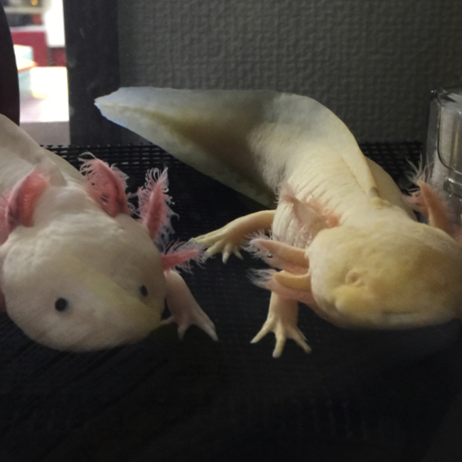 サクラキララのカバー写真