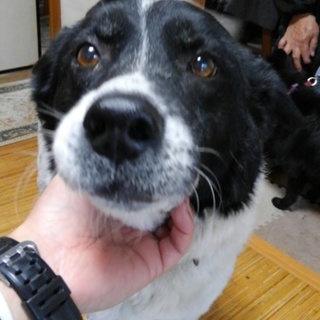 老犬ですが、だれか可愛がってください！里親募集。　