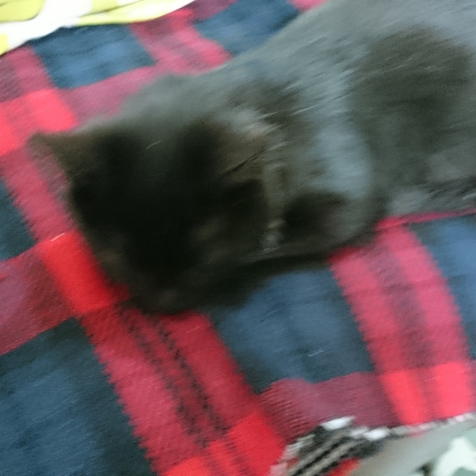 つくしのカバー写真