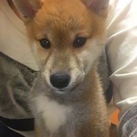 柴田