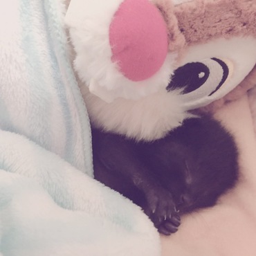 デールとお昼寝