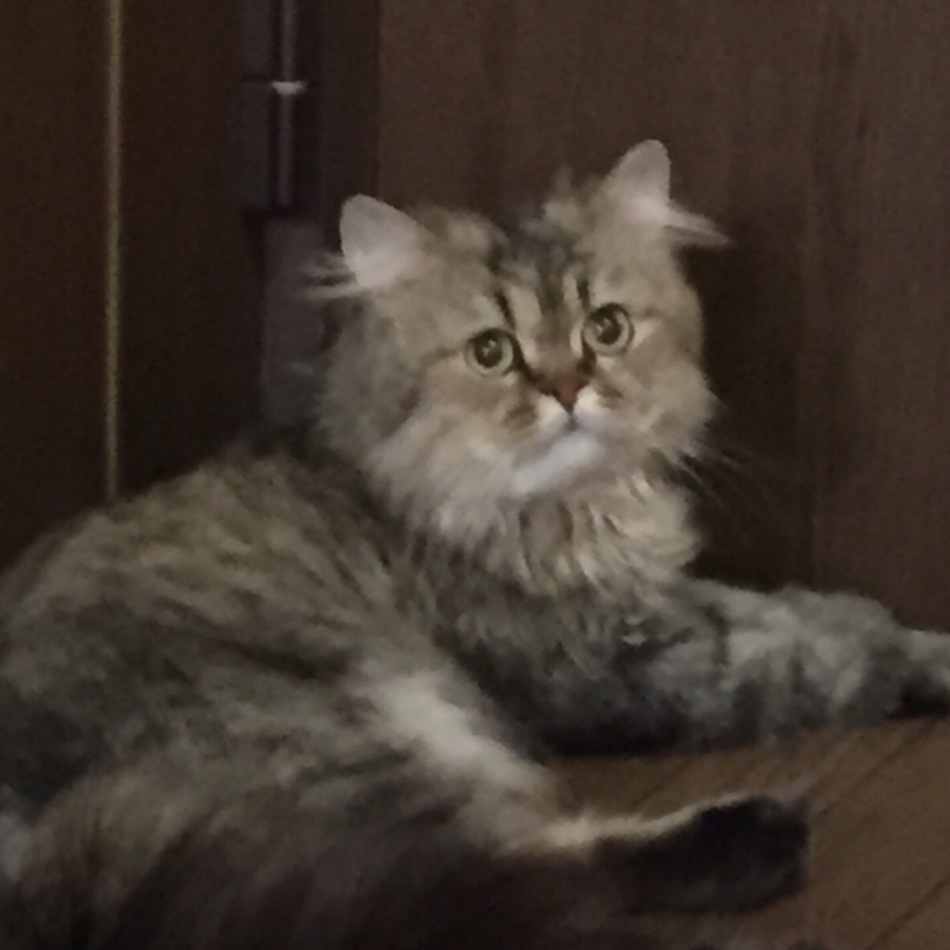 ペルシャ ゴールデン？のカバー写真