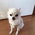 チワワ 新しい家族になってください