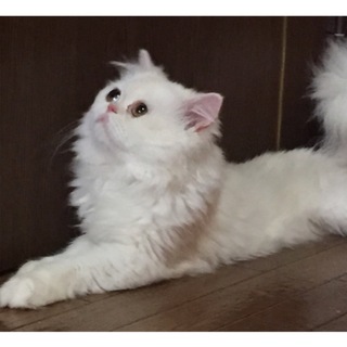 猫アレルギーになりました。ペルシャ男の子。