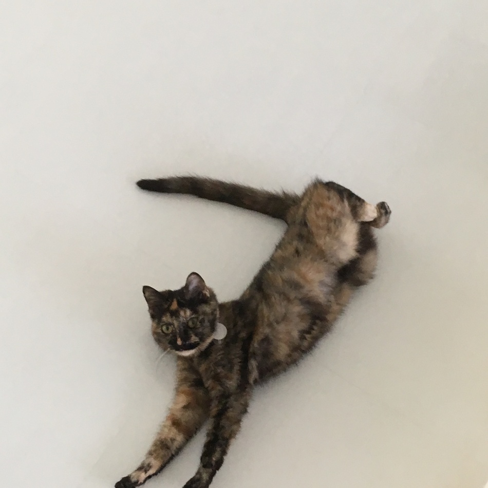 キキのカバー写真